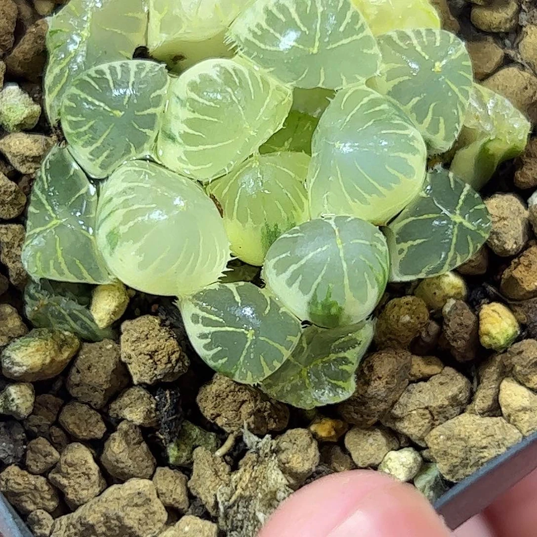 糊斑夏沫锦十二卷多肉