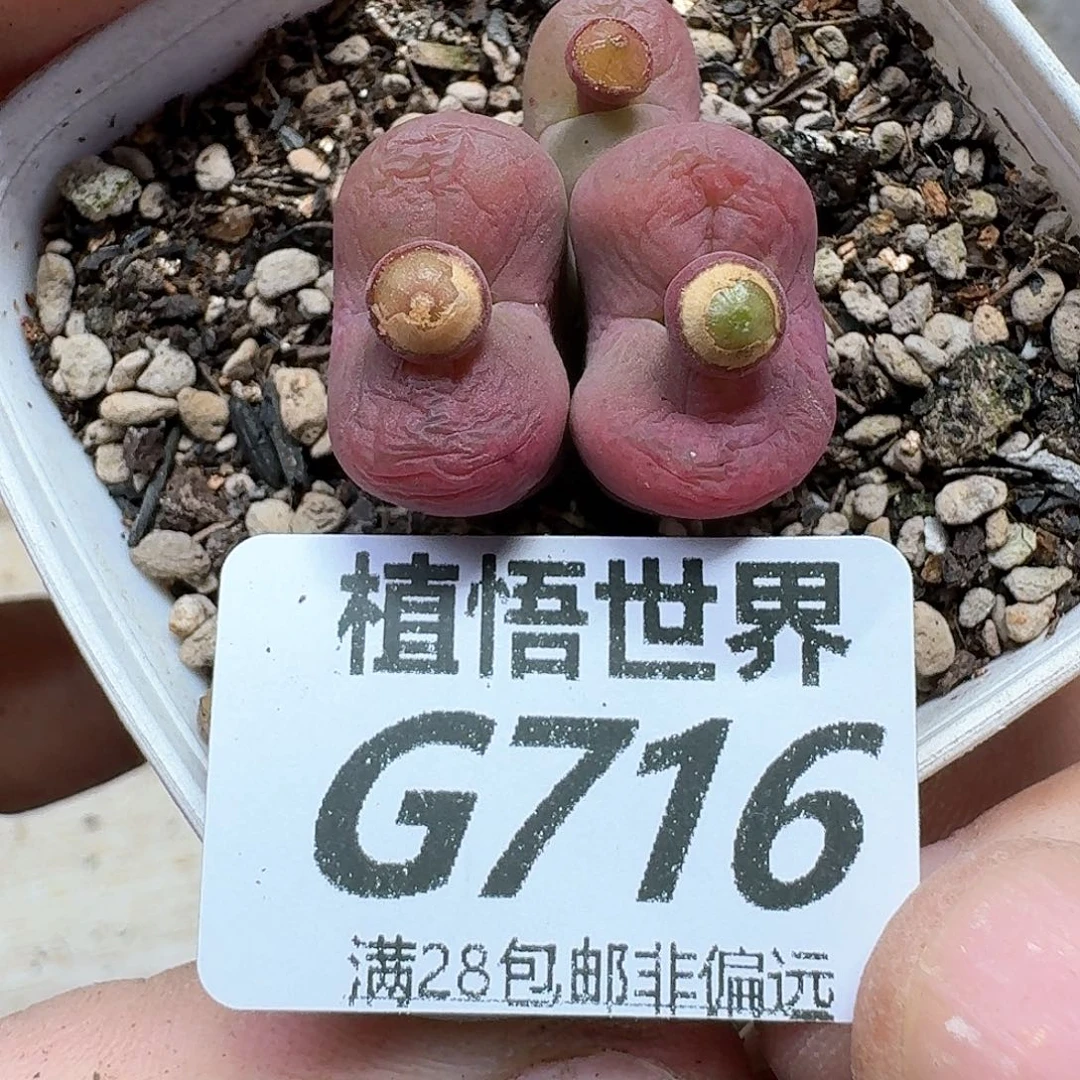 多肉植物的润泽fhh