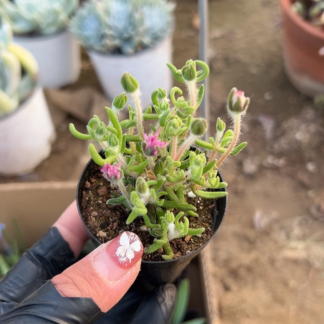 多肉植物九尾狐枝干