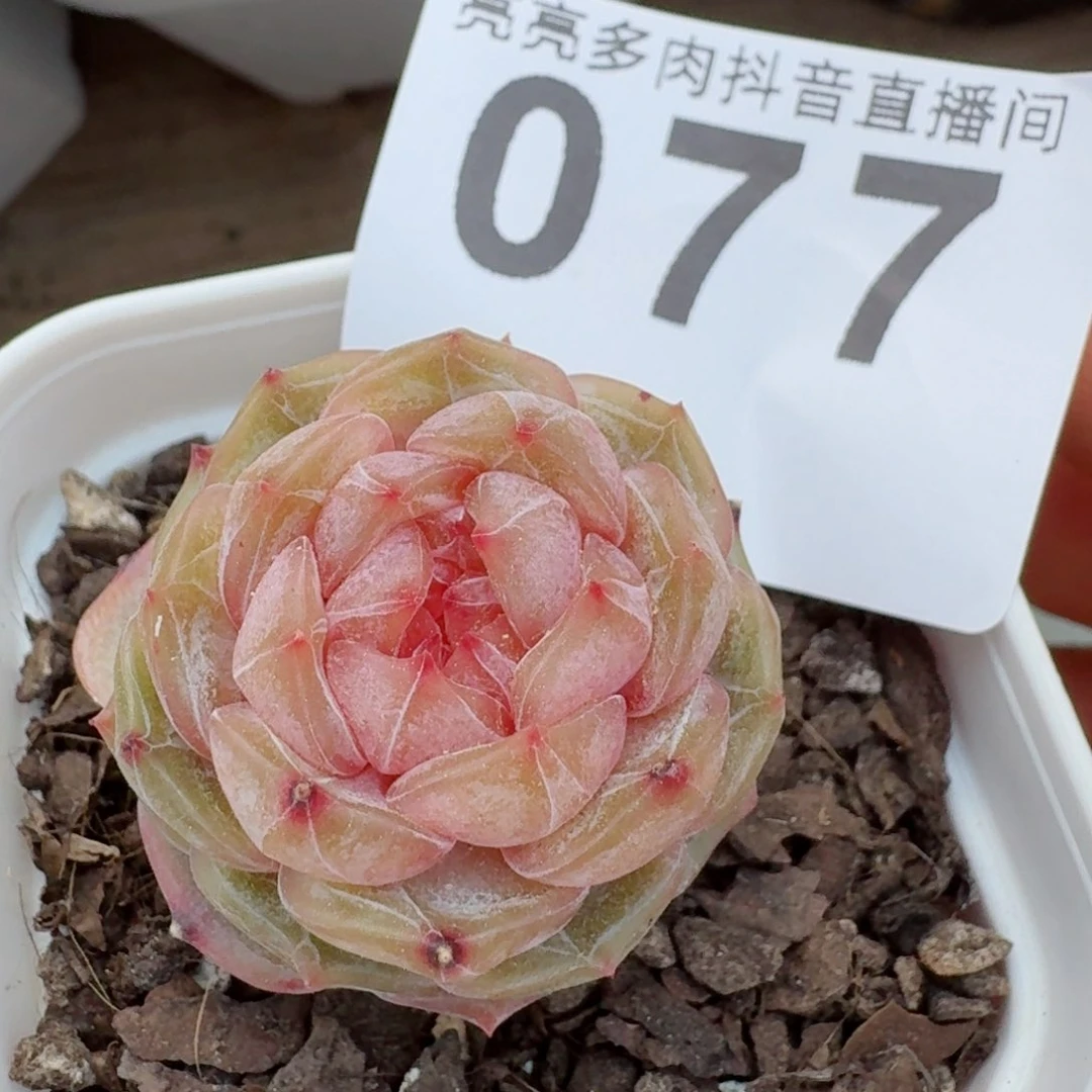 开播福利         多肉植物