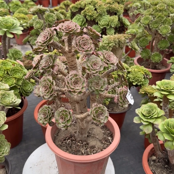 花***院多肉植物提取技术670