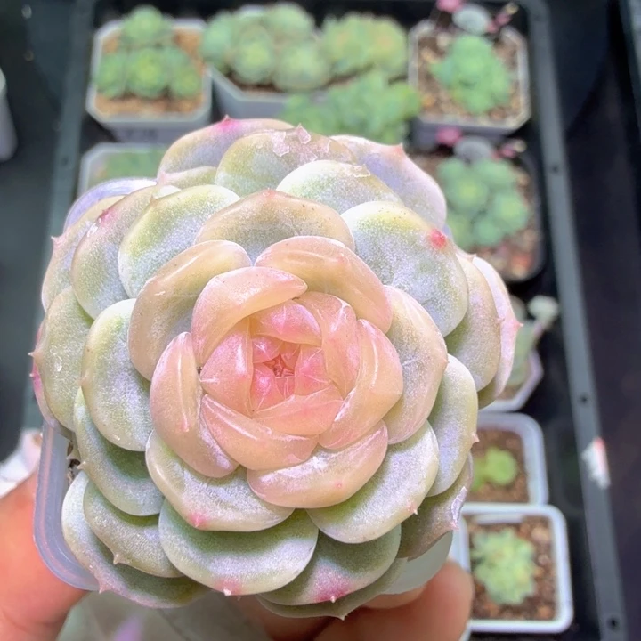 美****开播福利啦啦啦啦