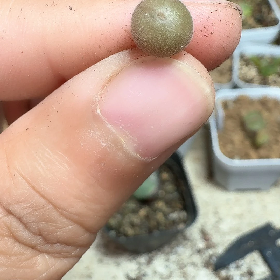 1颗一组量拍多肉植物哇c