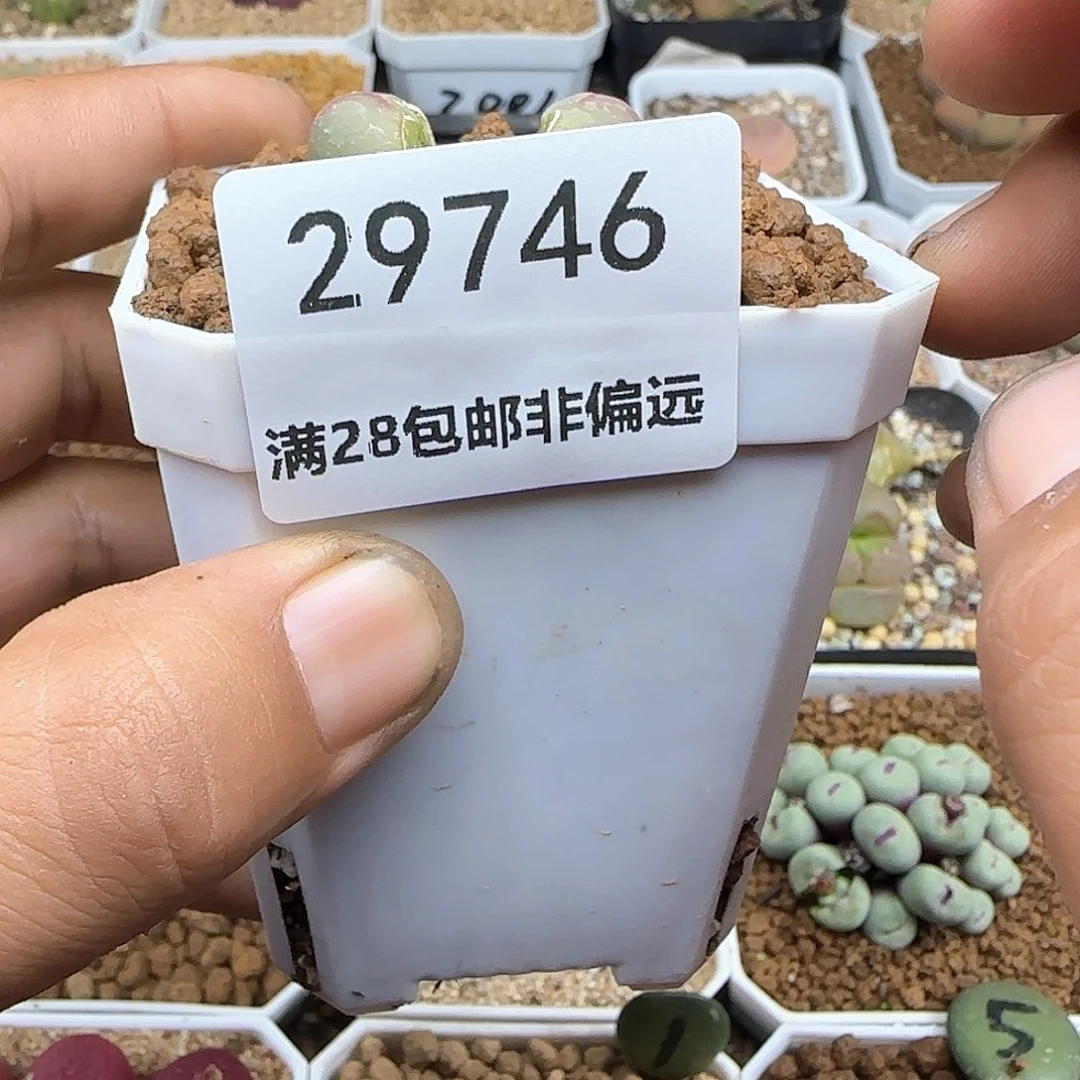 d**o哈哈哈哈哈哈29746