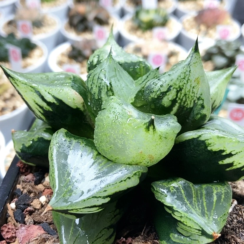 【闪购商品】裏般若40