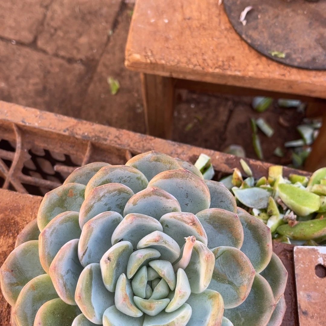石***妮12级福利整装无砍