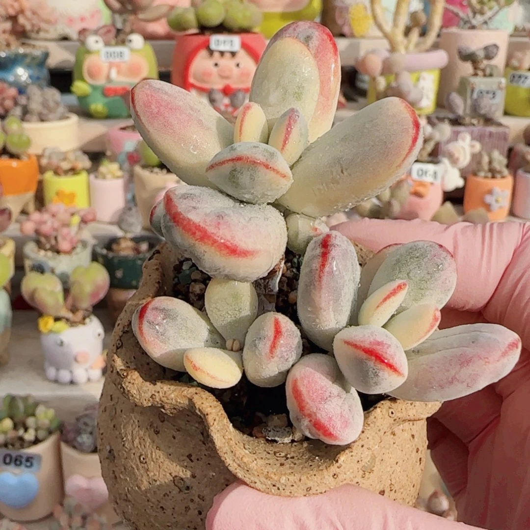 乒乓福娘锦 盆口4cm