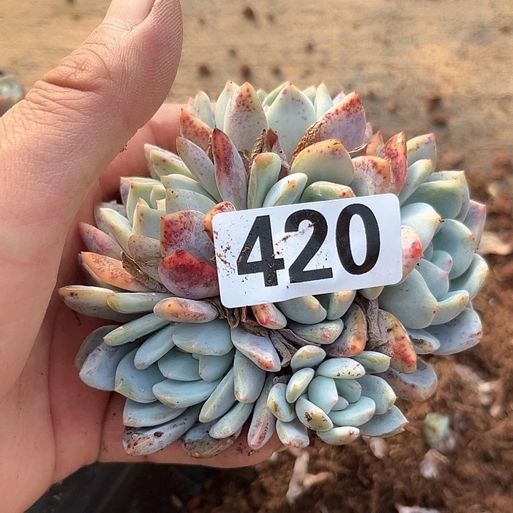 妮*多肉植物一物一拍