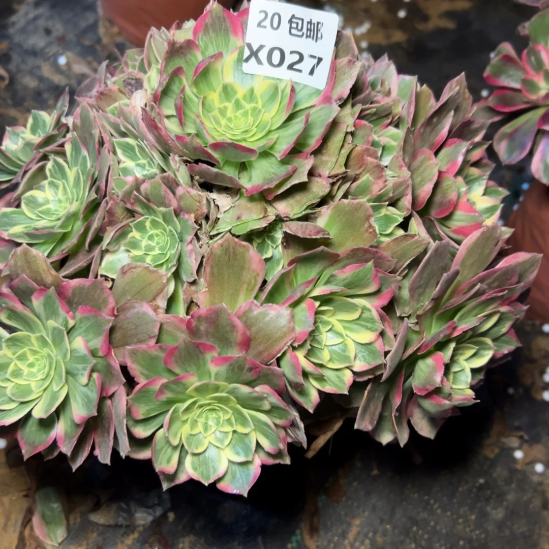 027水蜜桃，多肉法师