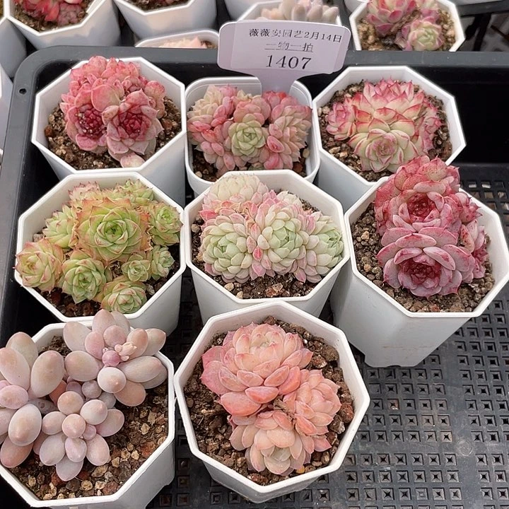 薇薇安园艺多肉1407
