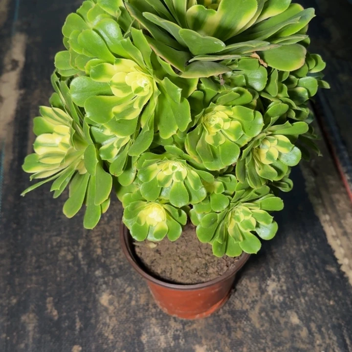 *****3099辛尼亚多肉植物
