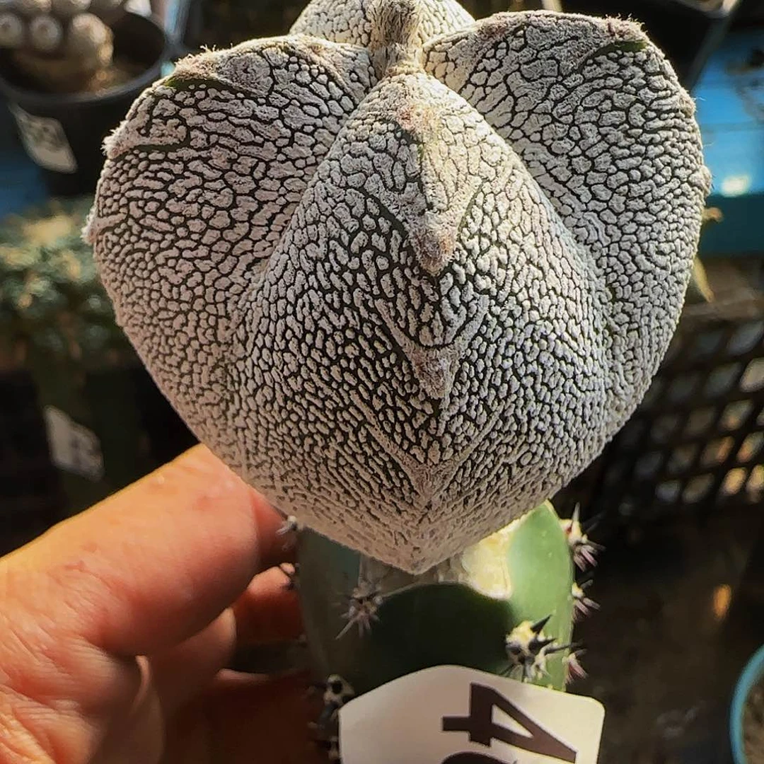 四棱恩冢465仙人球开花