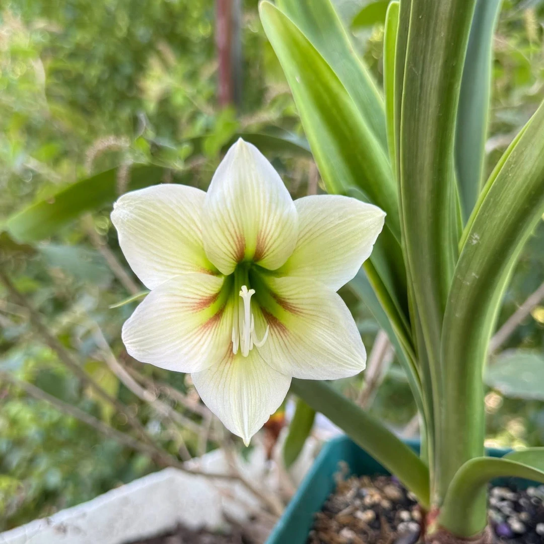 S孤挺花园 CC8*123 裸球