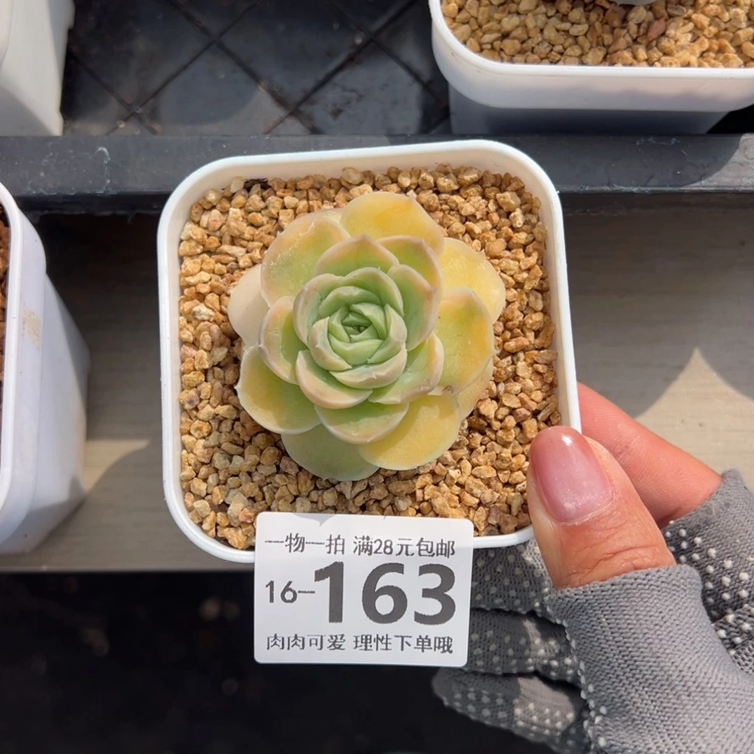 水晶虾饺多肉多肉多肉