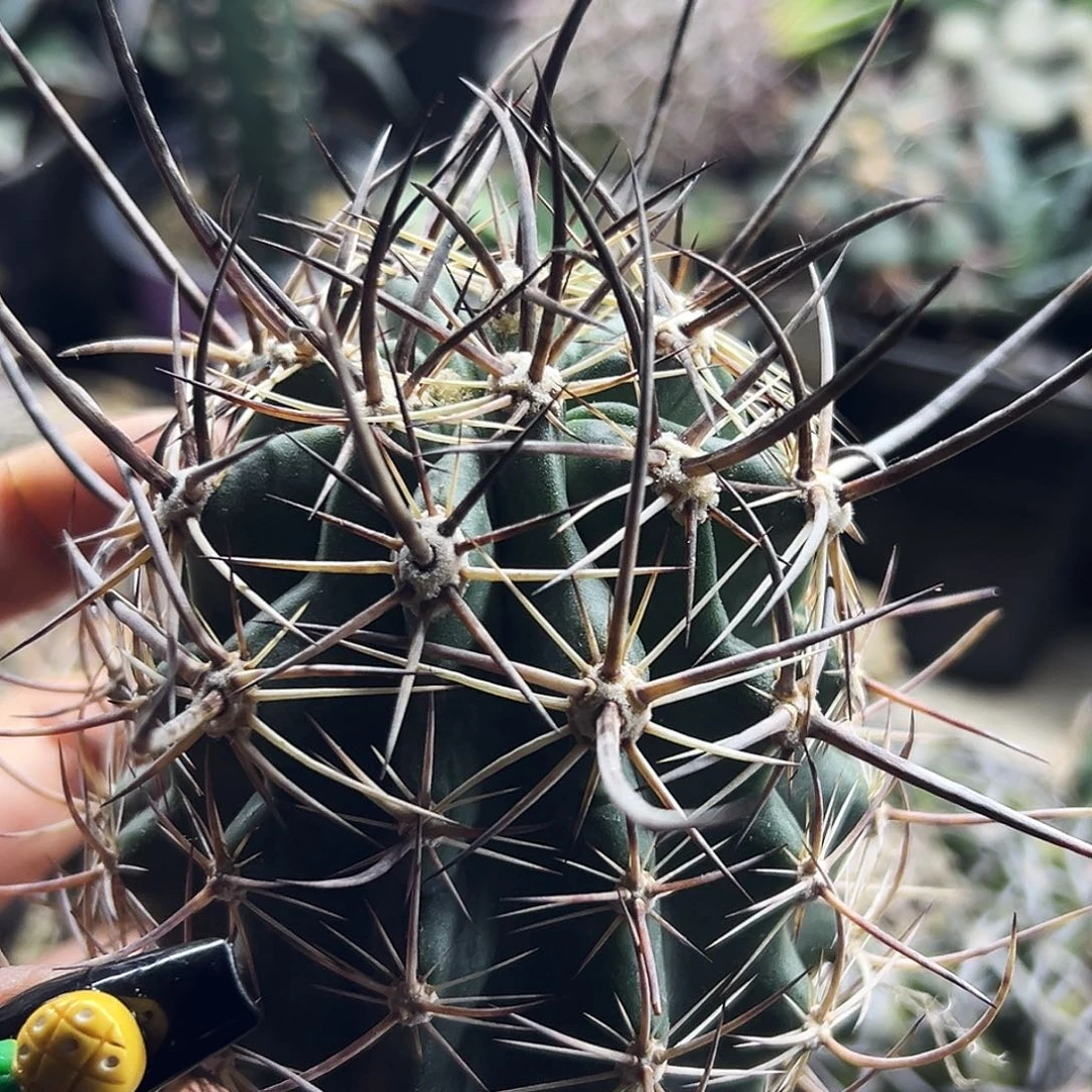 林氏虾有根 仙人球66666666666