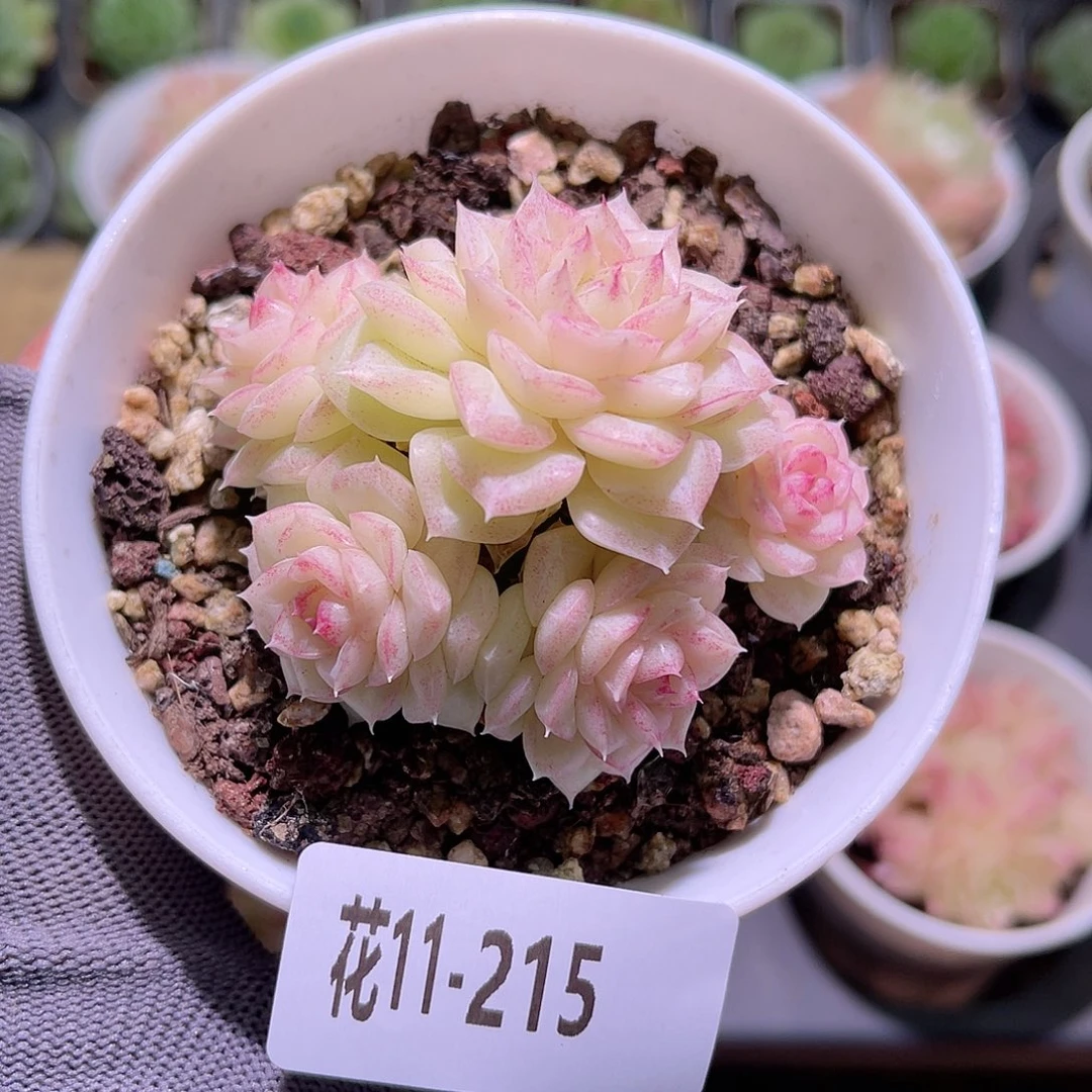 花11-215白天鹅群