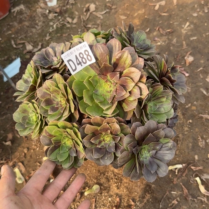 花月夜……多肉植物……