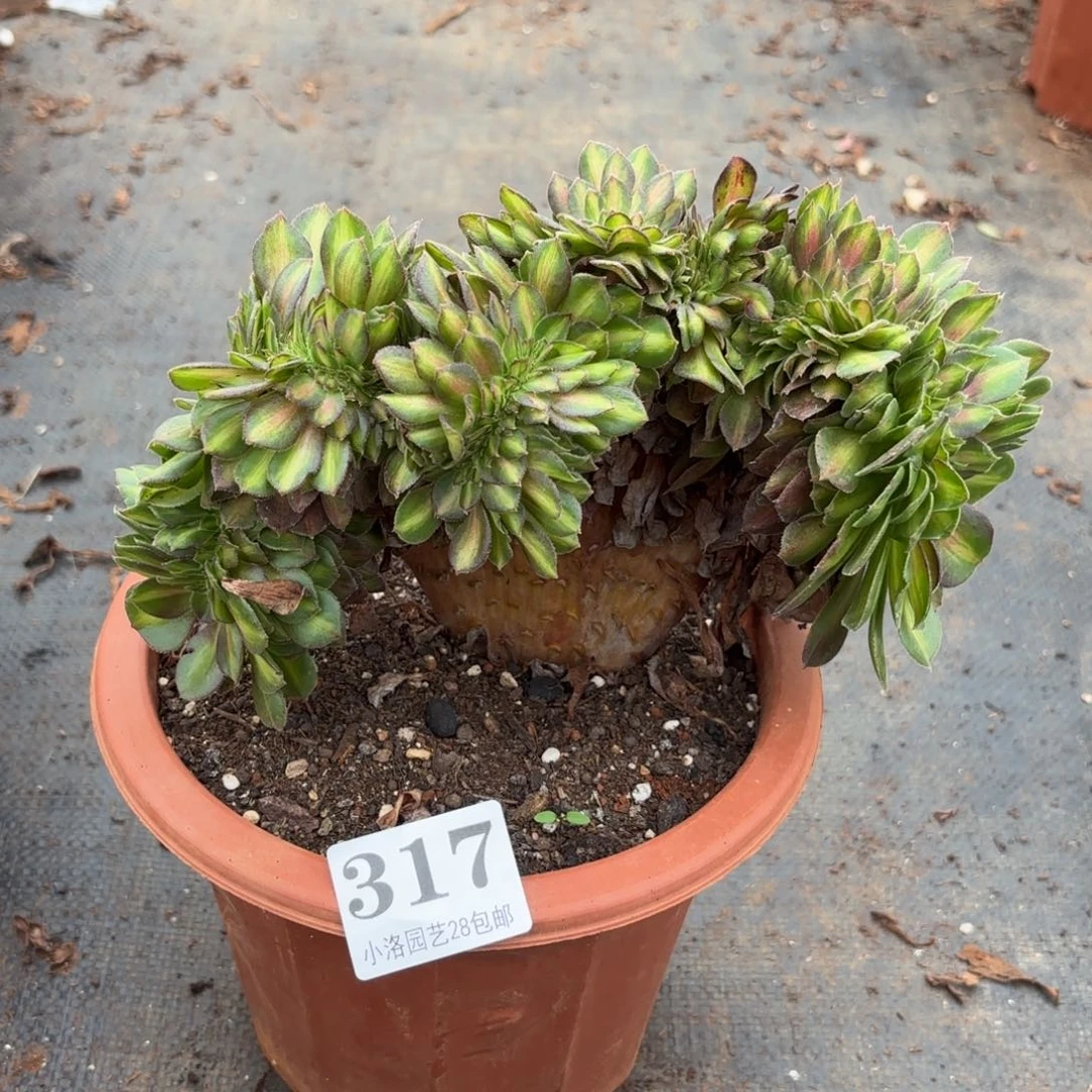 317号抹茶缀化多肉植物