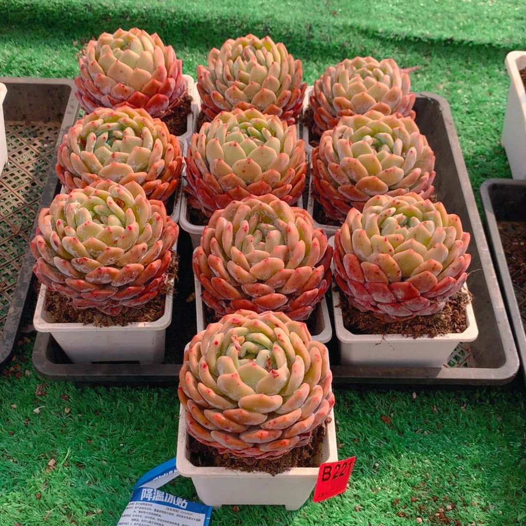 221橙子多肉植物