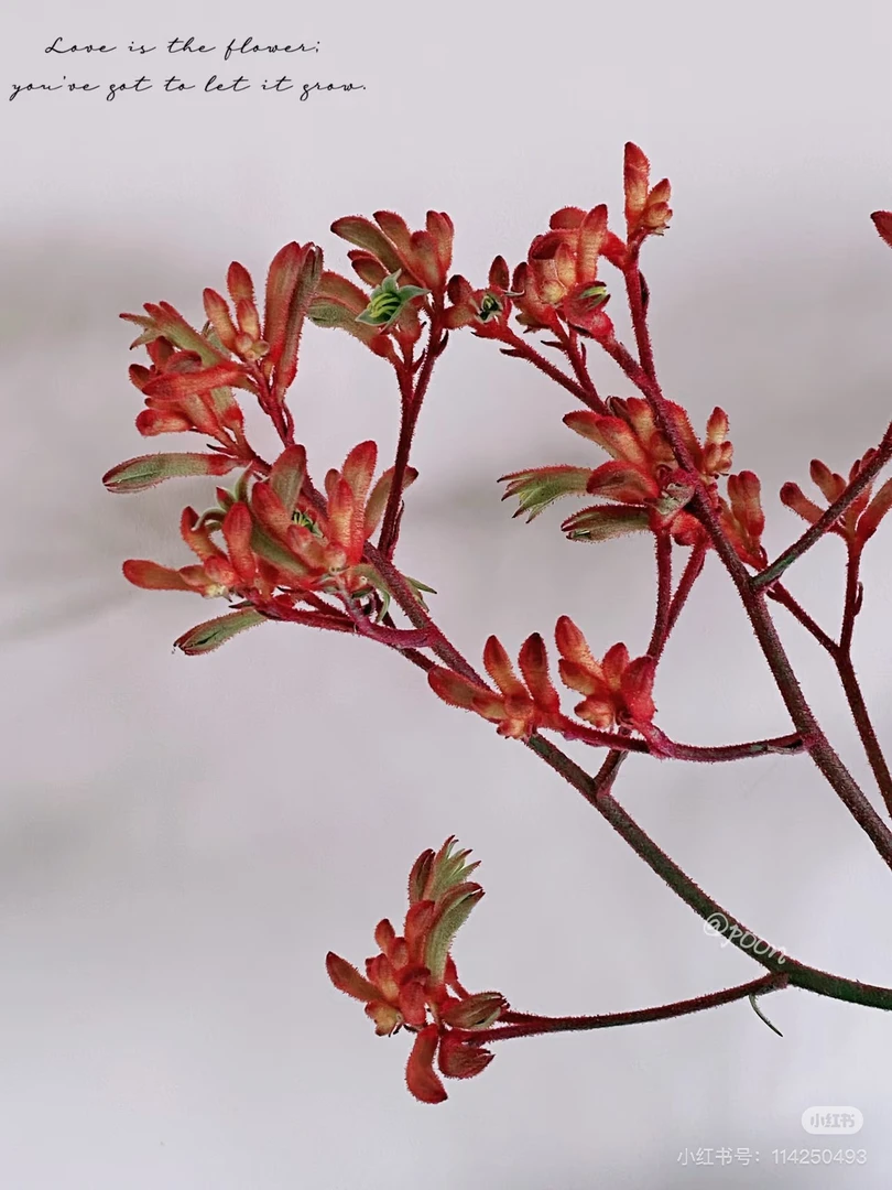 Shenxian～福利花花～袋鼠爪