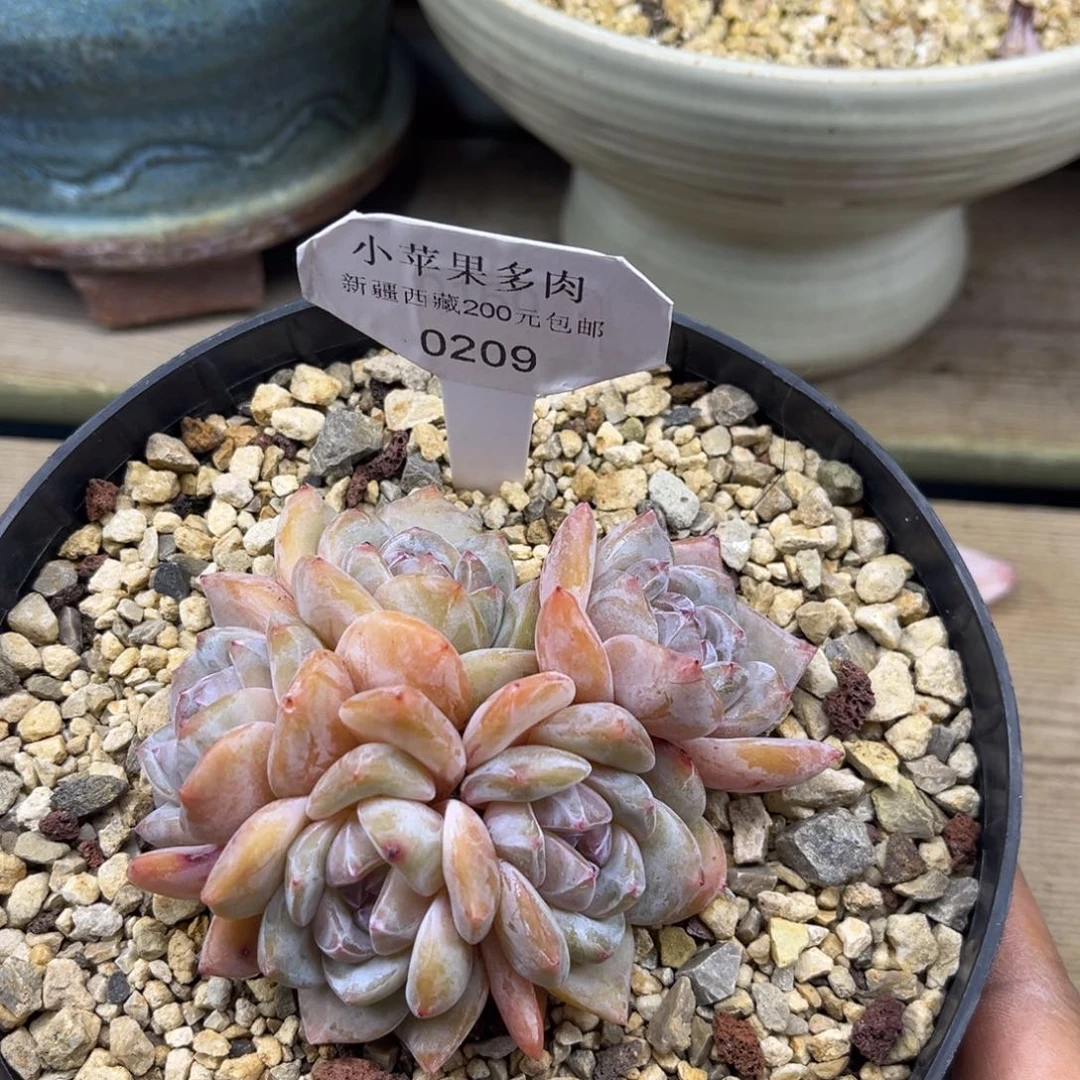 黄底紫心209/10cm5头