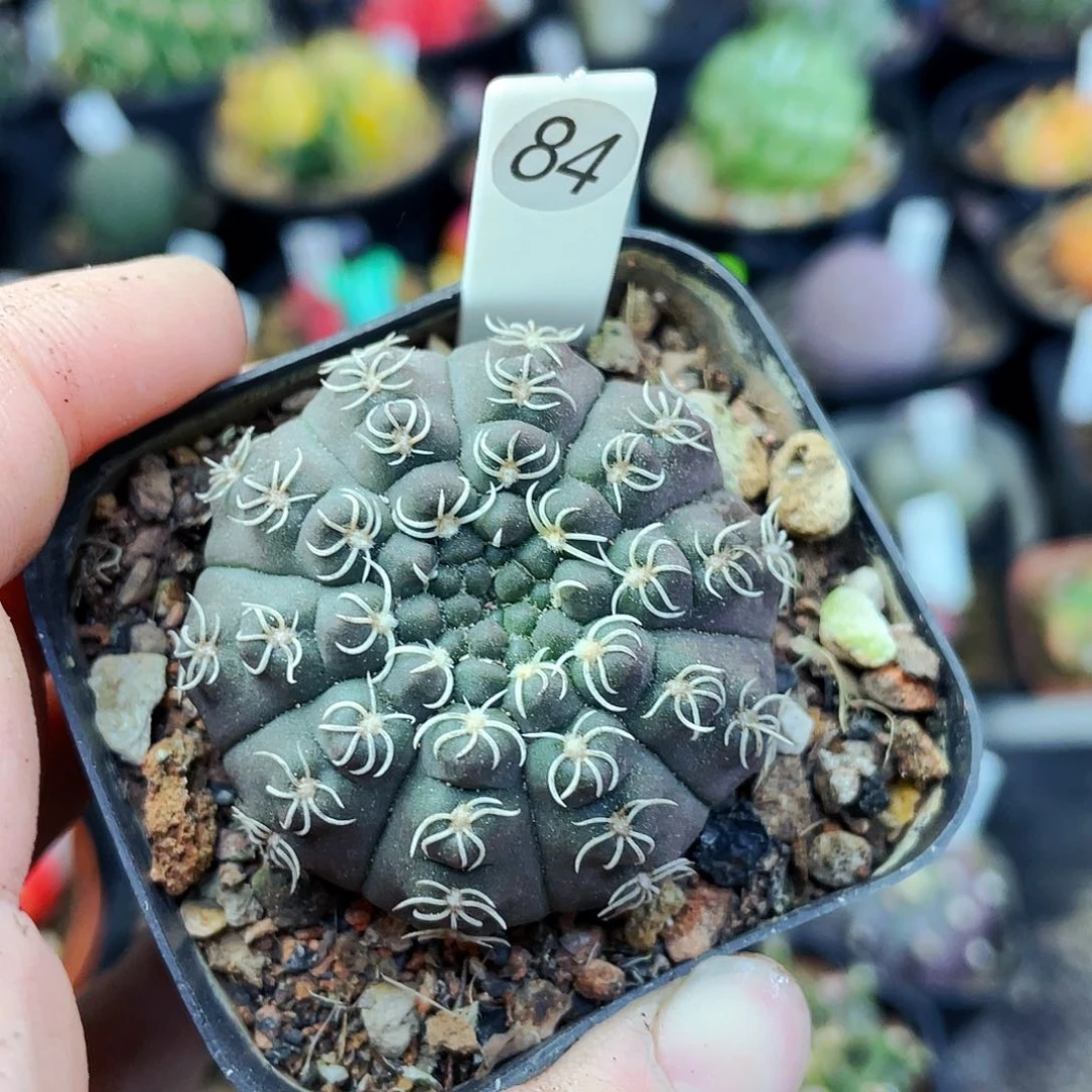 非偏远地区满25包邮仙人球