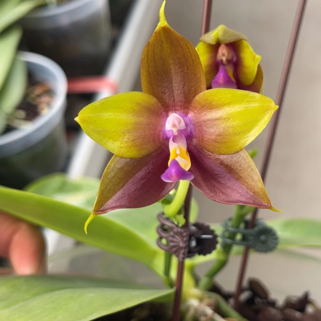 完全开放K2213-1697-福利