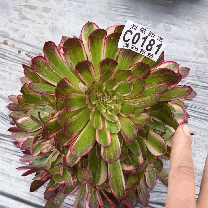 俊*0181多肉植物法师法师