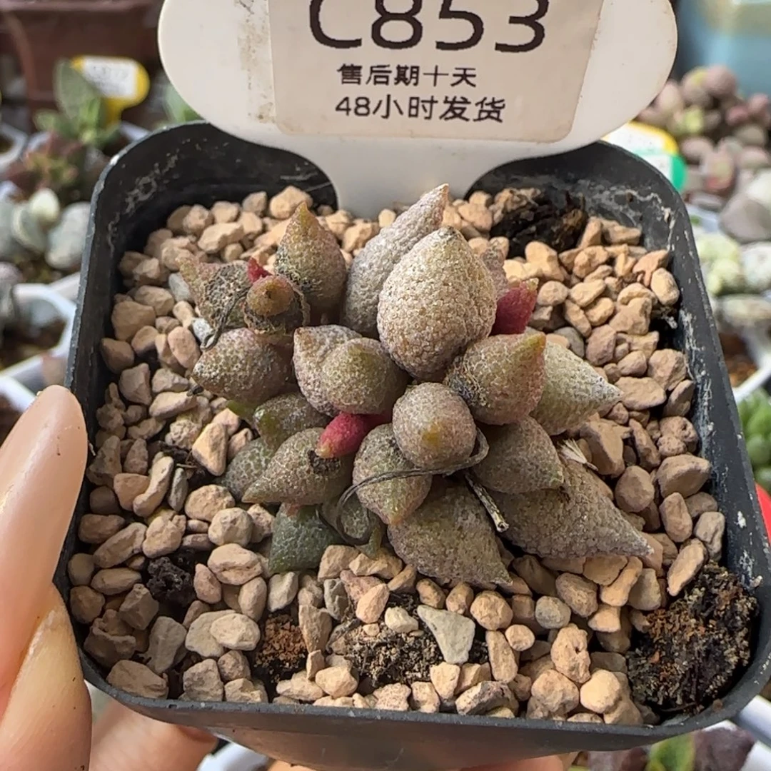 小辣椒。   853。