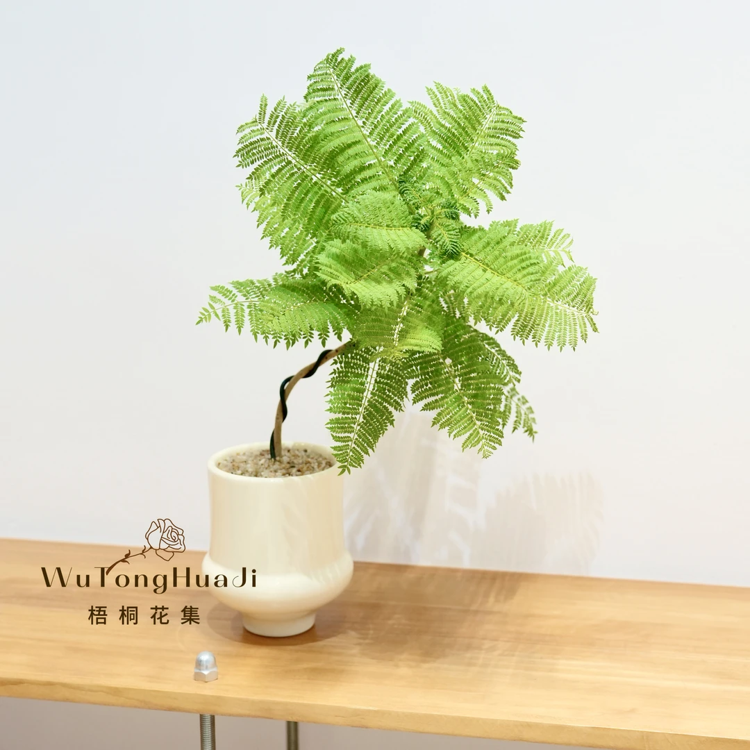 白盆蓝花楹室内办公茶桌好养绿植盆栽