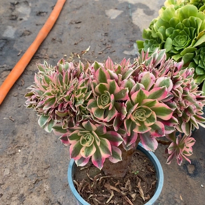 粉女巫缀多肉植物15。