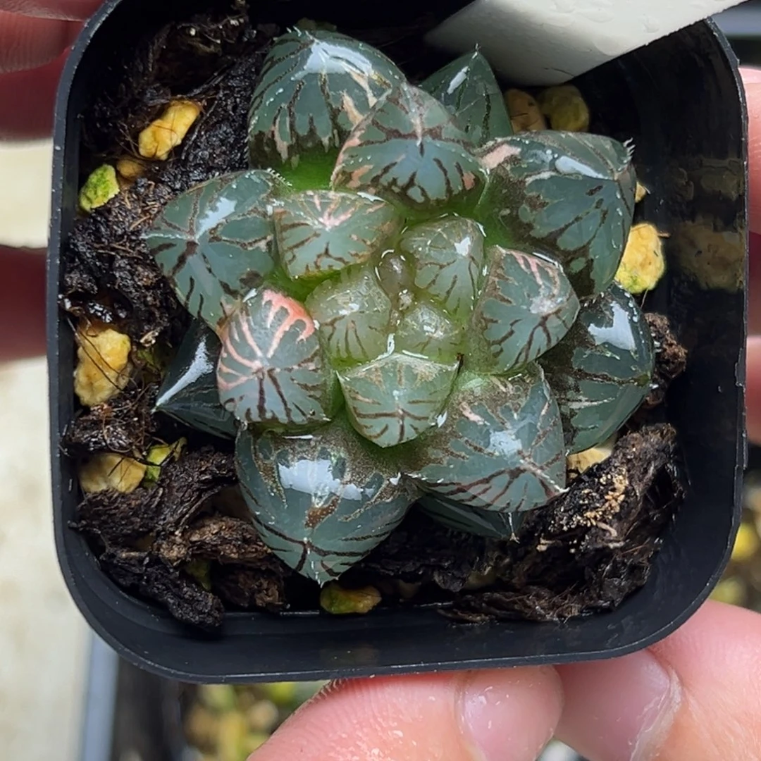 118大窗龙爪玉露锦一物一拍