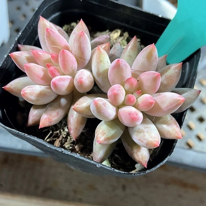 多肉植物虞美人813