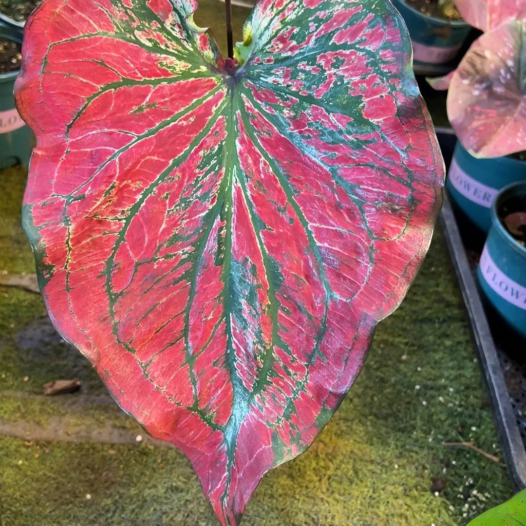 无花朵大叶片养定泰彩70