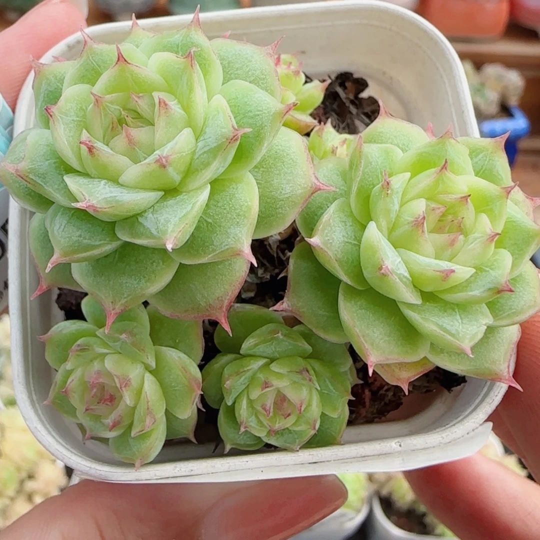 花语逸镜0820-23整