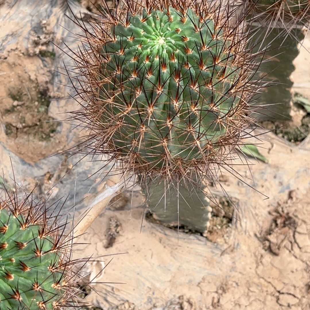 *****橙花 黑喉 嫁接 无根