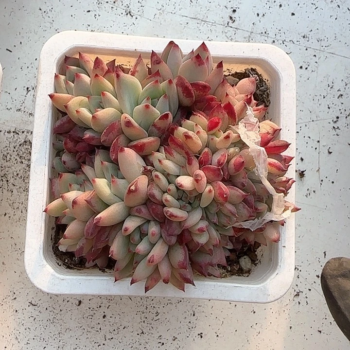 青蛙王子儿童牙膏111