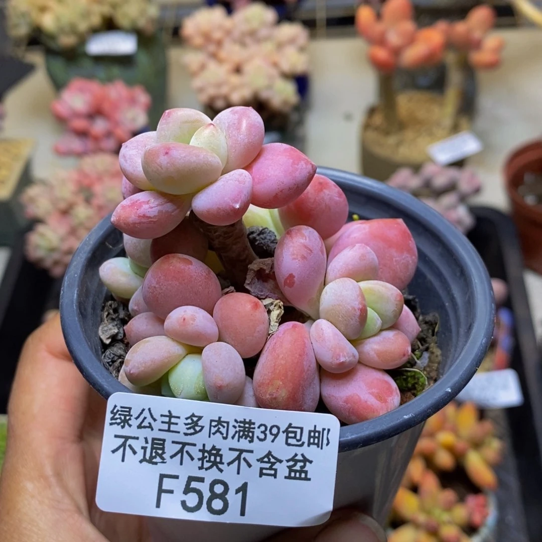 581樱花洛神多肉6c m