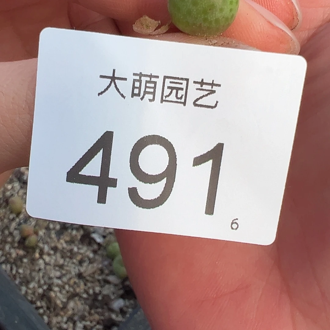 0000491量拍园艺1425.962红头斑马单头1颗