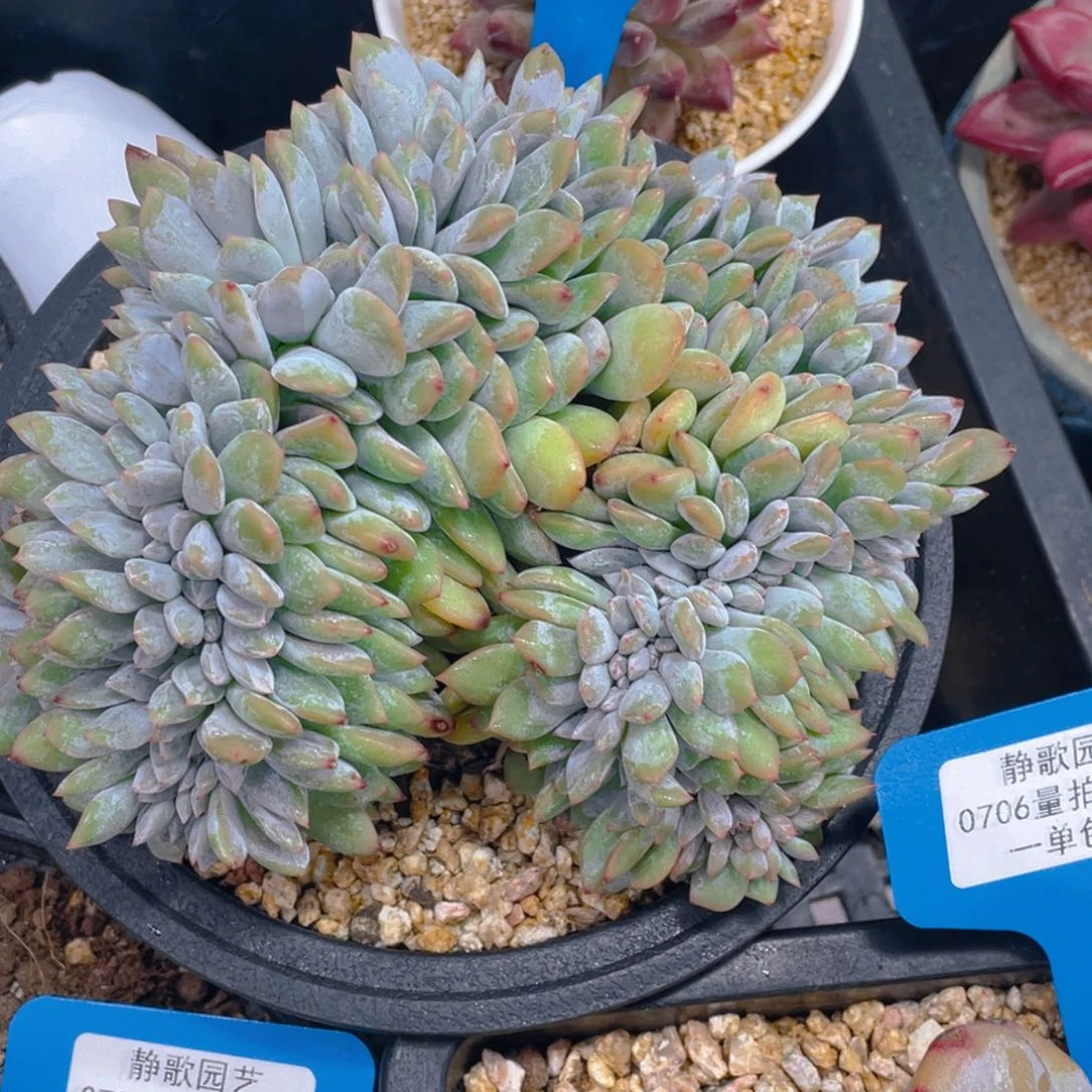 0706-29-高板石榴星影缀化一颗