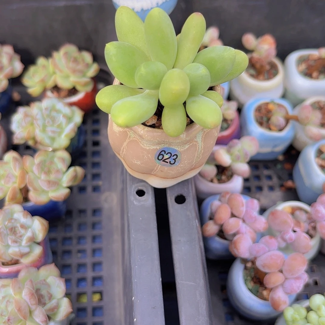 623芒果奶一物一拍