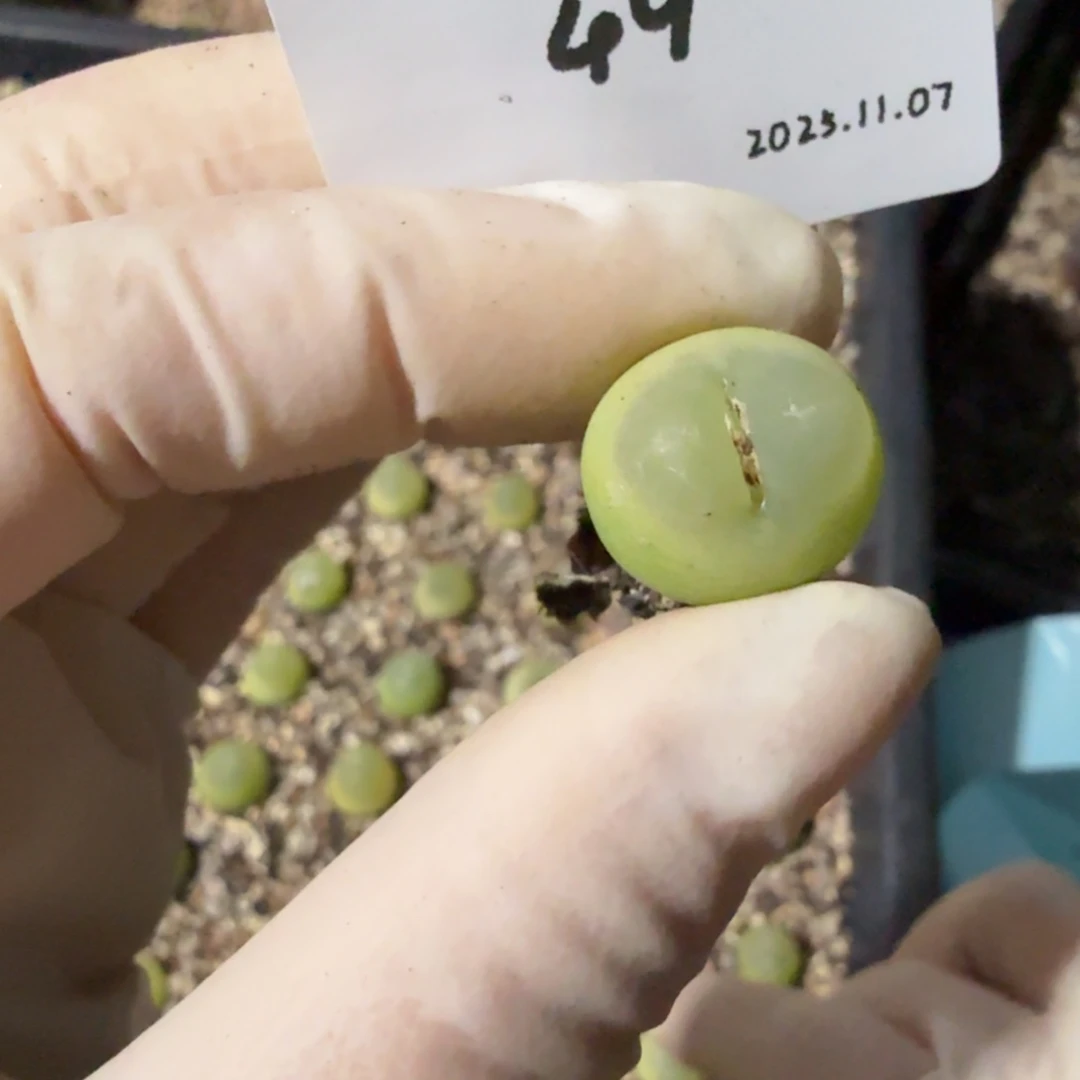 多肉多肉多肉11.7-049