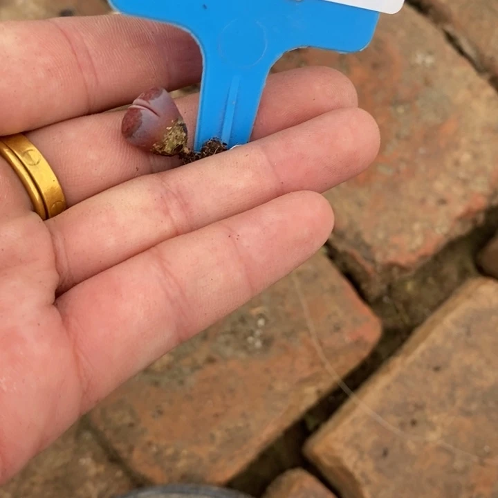 菏***店生石花等植物的生长978