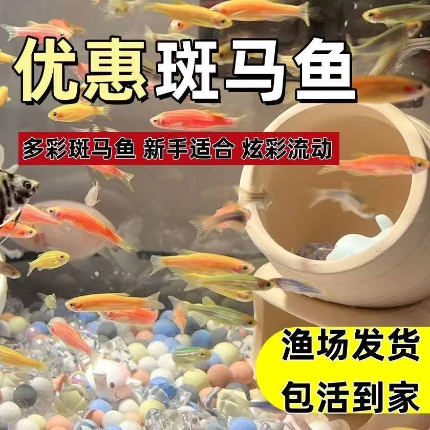 热带鱼观赏鱼斑马鱼精品孔雀鱼黑尾大勾小型鱼活体淡水