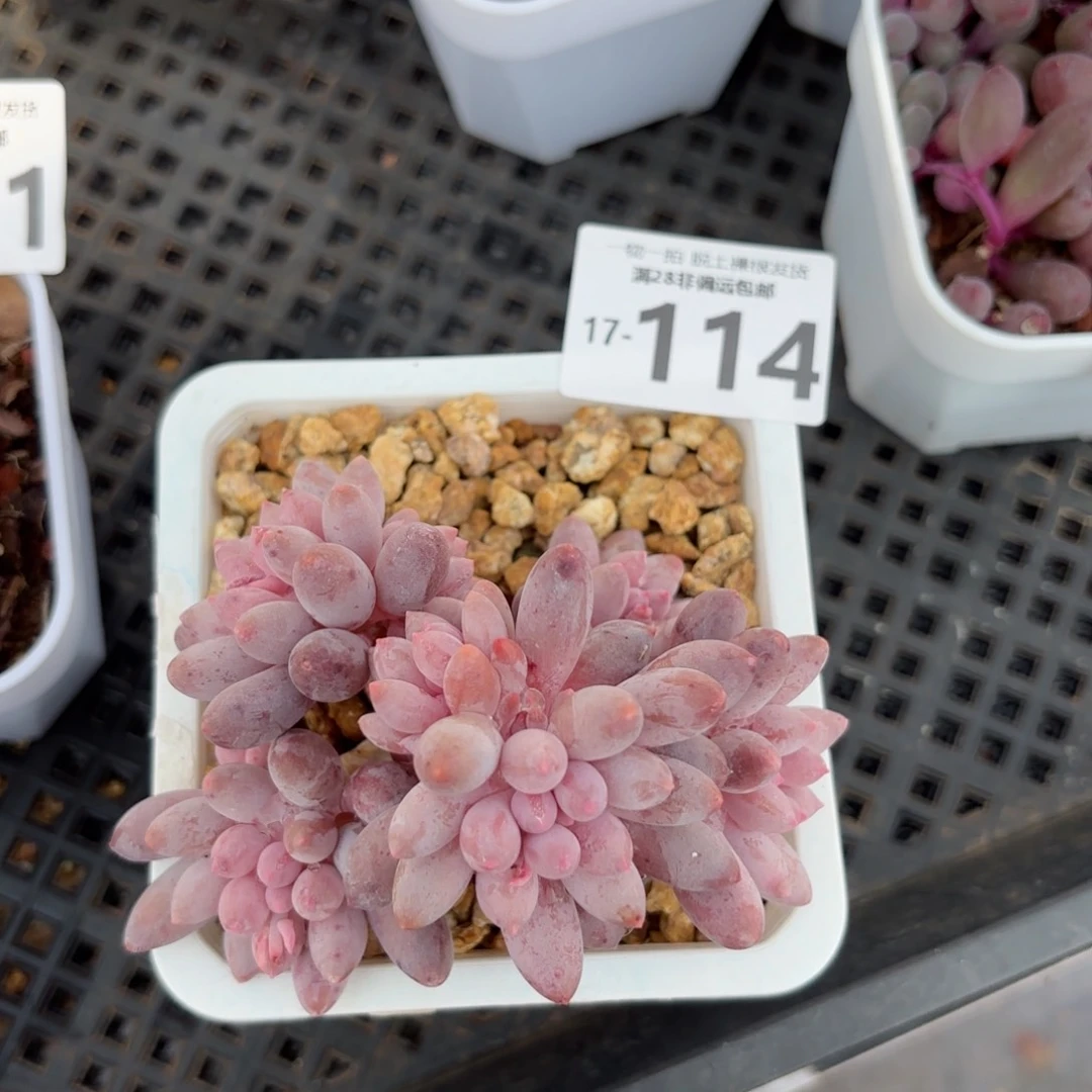 婴儿手指老桩多肉多肉