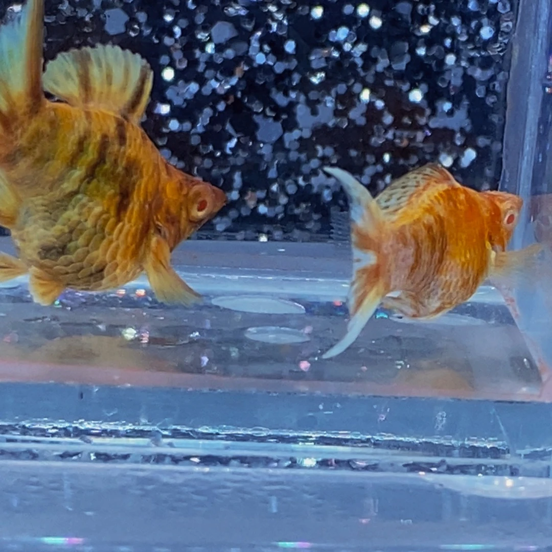 孔雀鱼燕尾金虎一对
