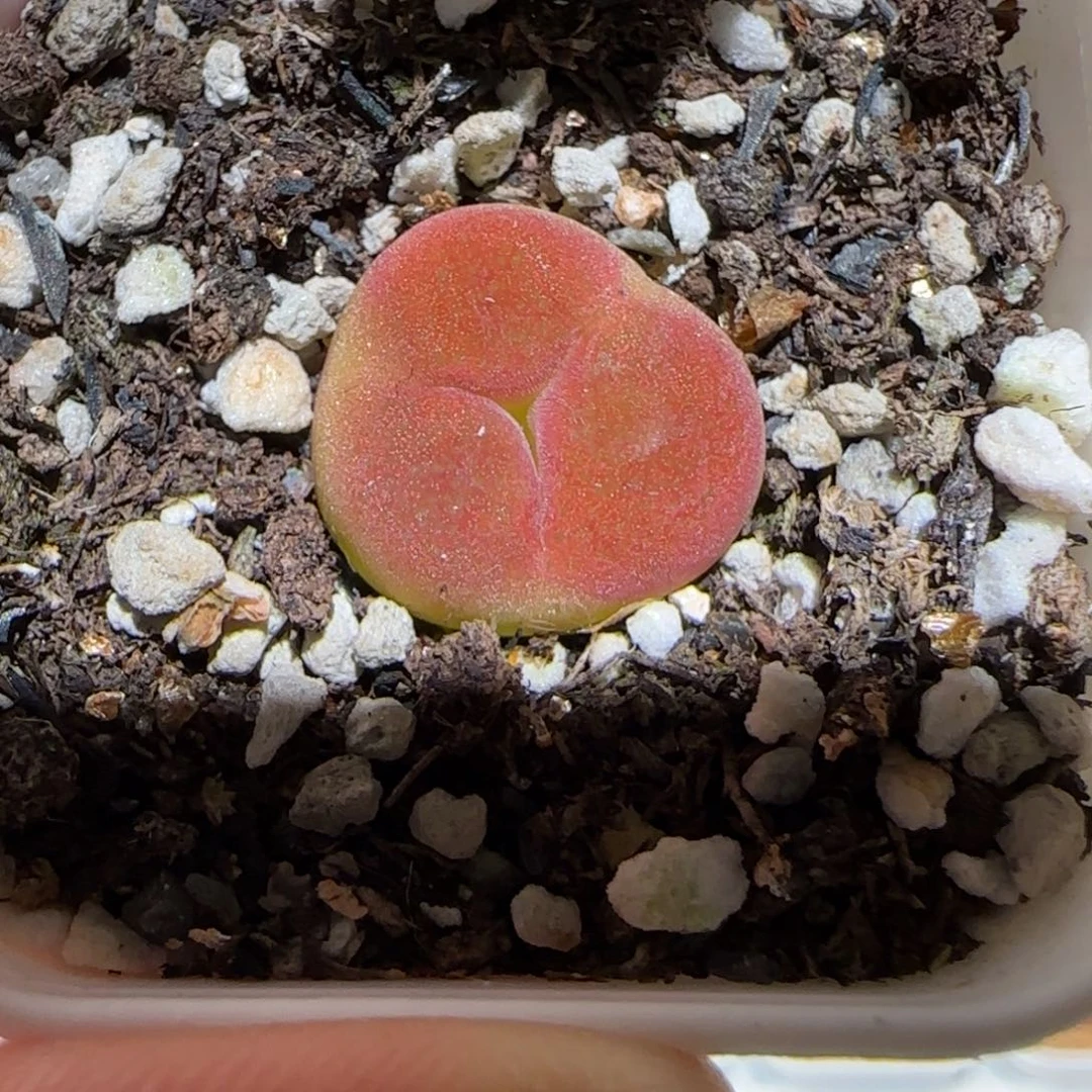 肉锥多肉植物百科-水蜜桃奔驰1769