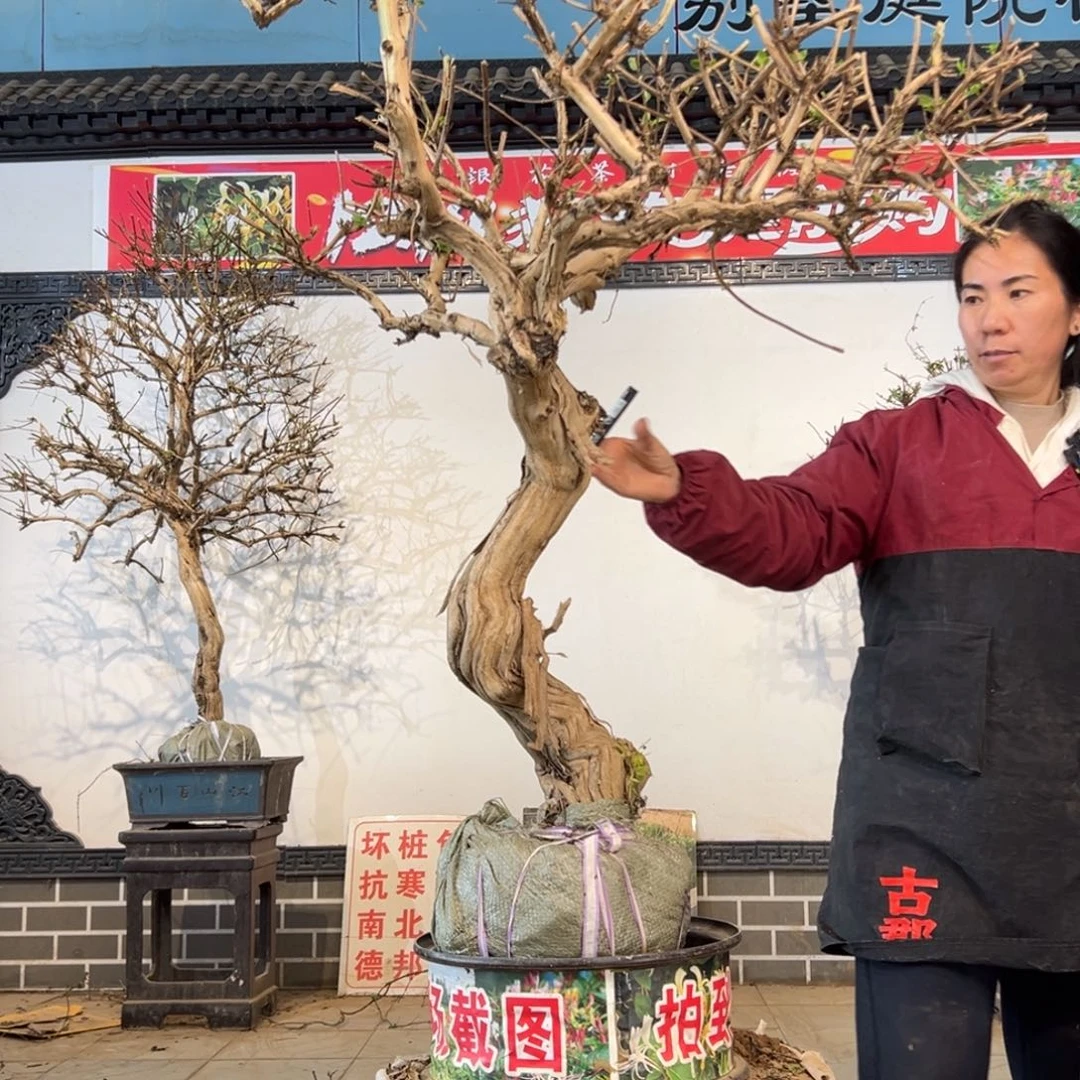 无花朵金银花55555888855