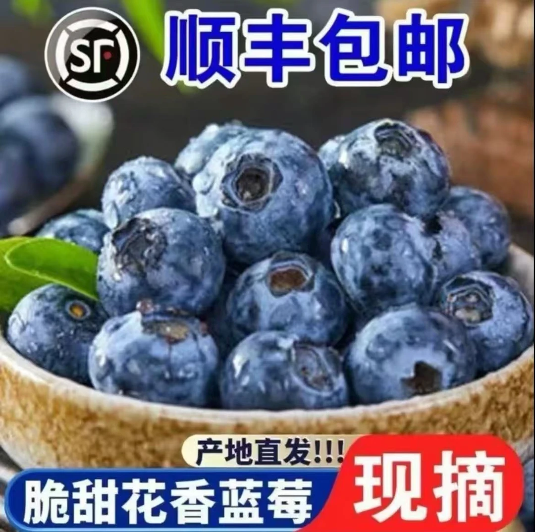 新鲜现摘露天中大果蓝莓脆甜花香适合孕婴辅食水果ww