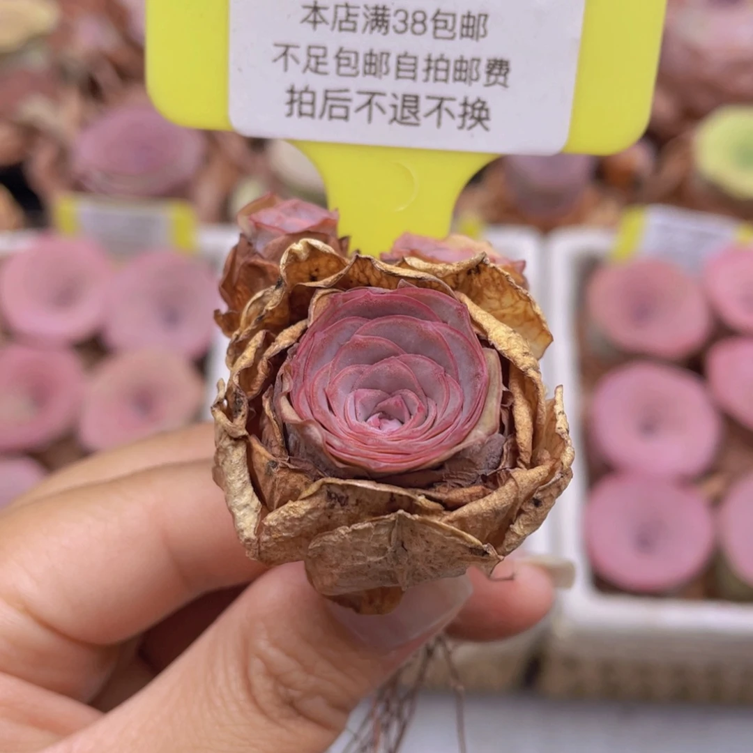 山地玫瑰C006满38包邮裸根发货